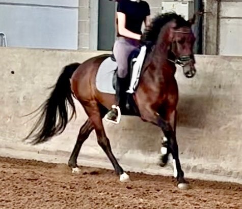 Mooie, talentvolle E-pony van 3,5 jaar te koop!, Dieren en Toebehoren, Ruin, Dressuurpony, Zadelmak, 3 tot 6 jaar