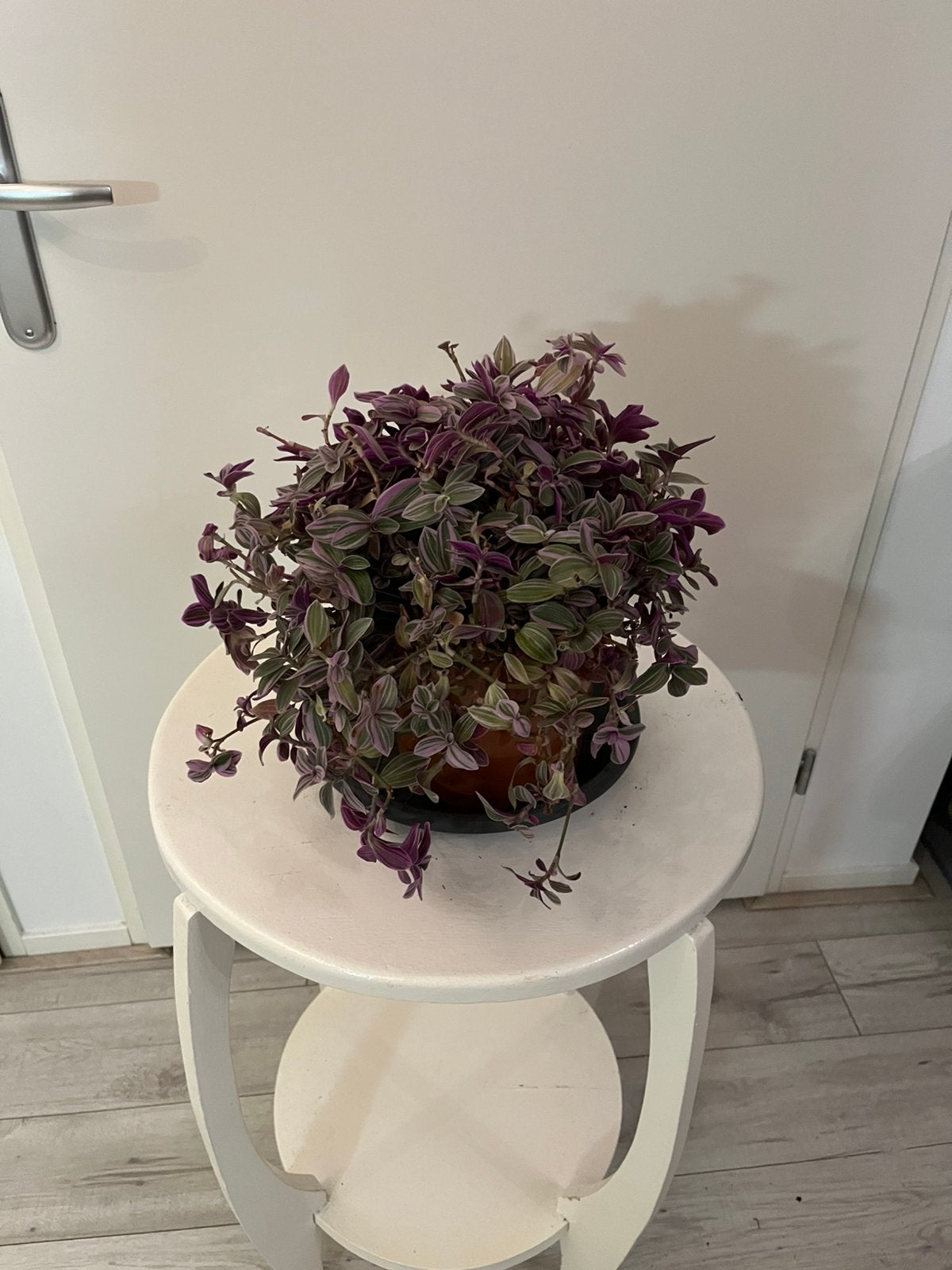 Roze groene hangplant kamerplant, Ophalen, Halfschaduw, Minder dan 100 cm