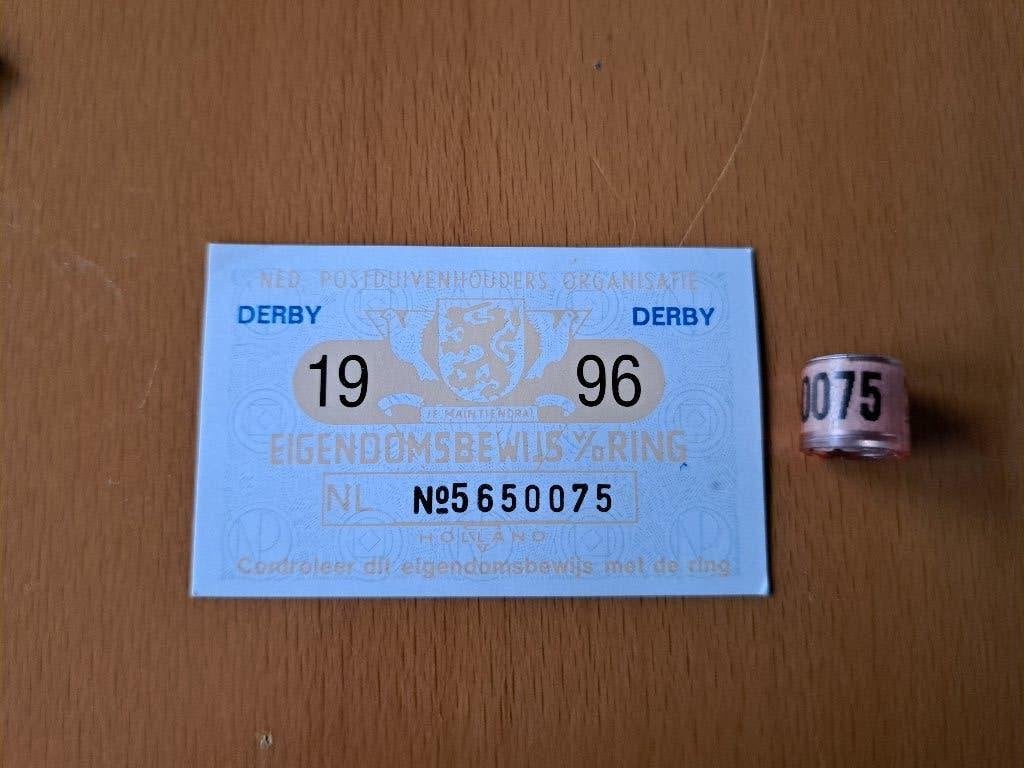 Derby Duivenring 1996 postduiven, Meerdere dieren, Postduif