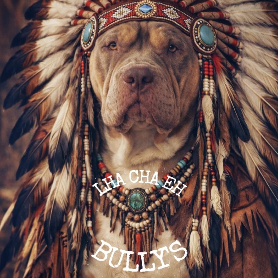 American Bully xl teefje tri color *ABKC, Overige rassen, 8 tot 15 weken, Teef, Eén hond