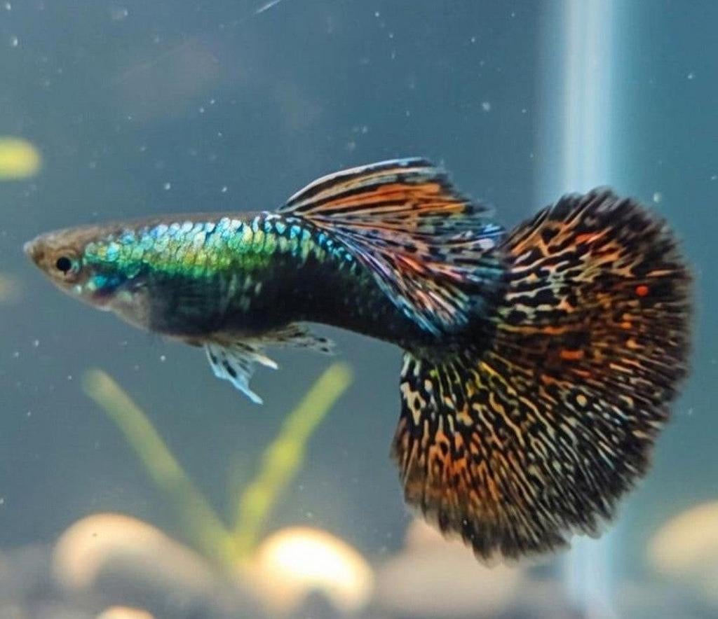 Platinum Dragon, Dieren en Toebehoren, Vis