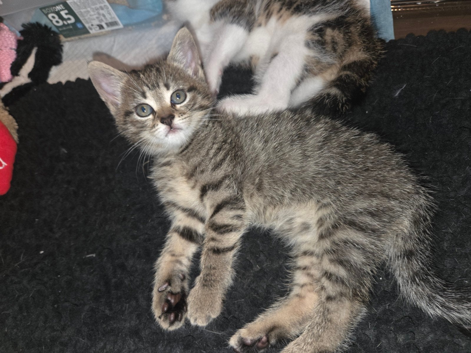 Nog twee (mix) poesjes!, Meerdere dieren