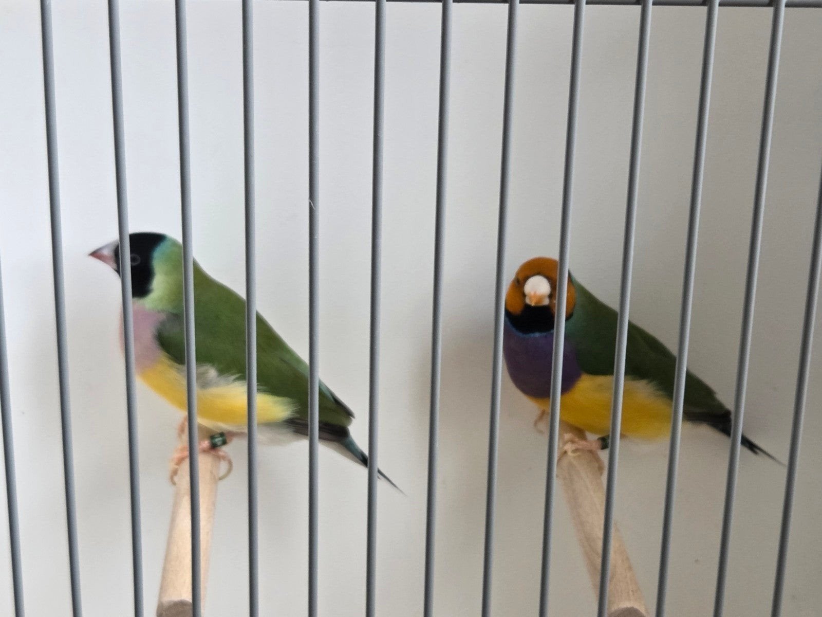 Gouldamadine koppel, Meerdere dieren, Tropenvogel, Geringd