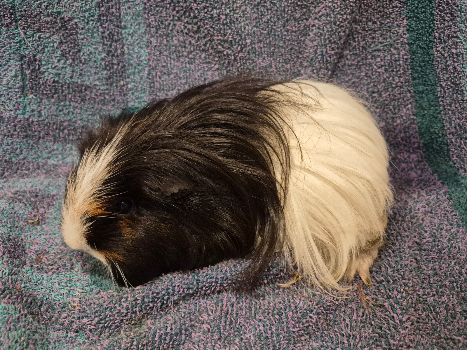 Driekleur sheltie zeug, Augustus, Vrouwelijk, Cavia