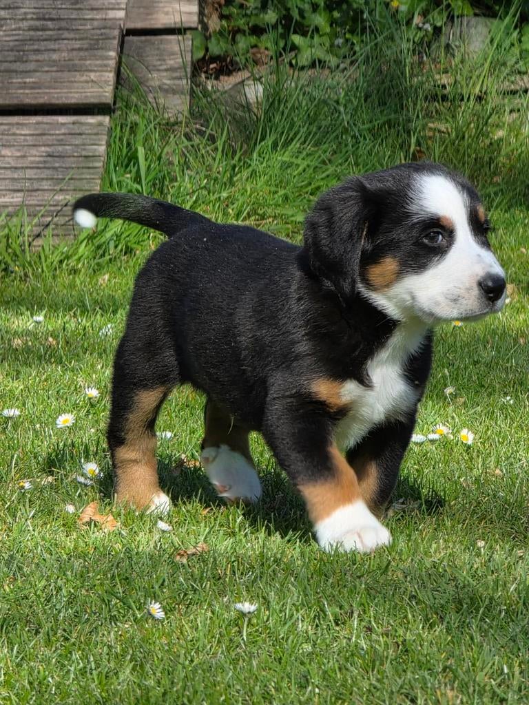Ondeugende Grote Zwitserse sennen pup reutje, Parvo, Reu, Eén hond, Nederland