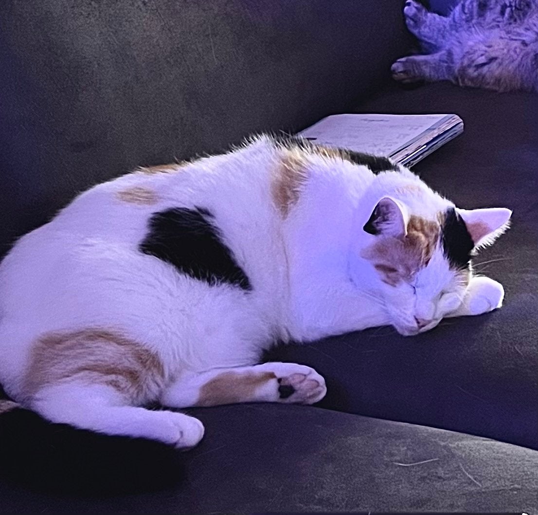 Vermist Katy, Dieren en Toebehoren