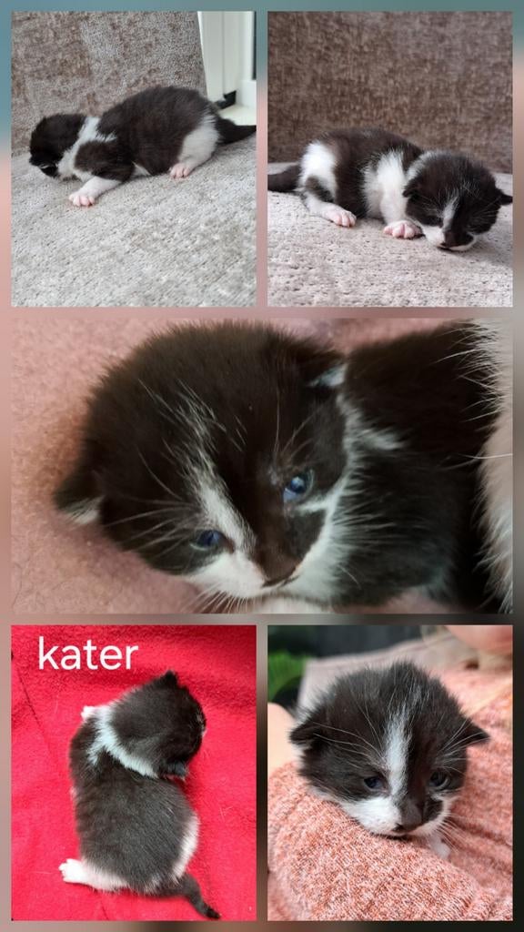 Kittens van sociale binnenkat, Dieren en Toebehoren, Katten en Kittens | Overige Katten, Kortharig, Meerdere dieren, 0 tot 2 jaar