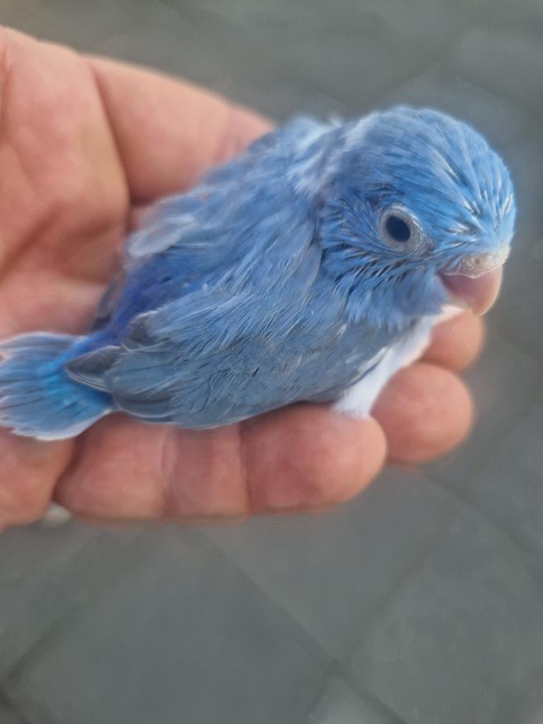 Superjonge baby forpus man Dblauw bont, Dieren en Toebehoren, Vogels | Parkieten en Papegaaien, Mannelijk, Dwergpapegaai of Agapornis