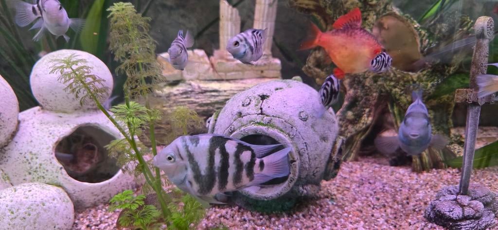 Cichliden te koop. Koppeltjes groot+kleintjes. Zebra en Wit., Vis, Zoetwatervis, Schoolvis