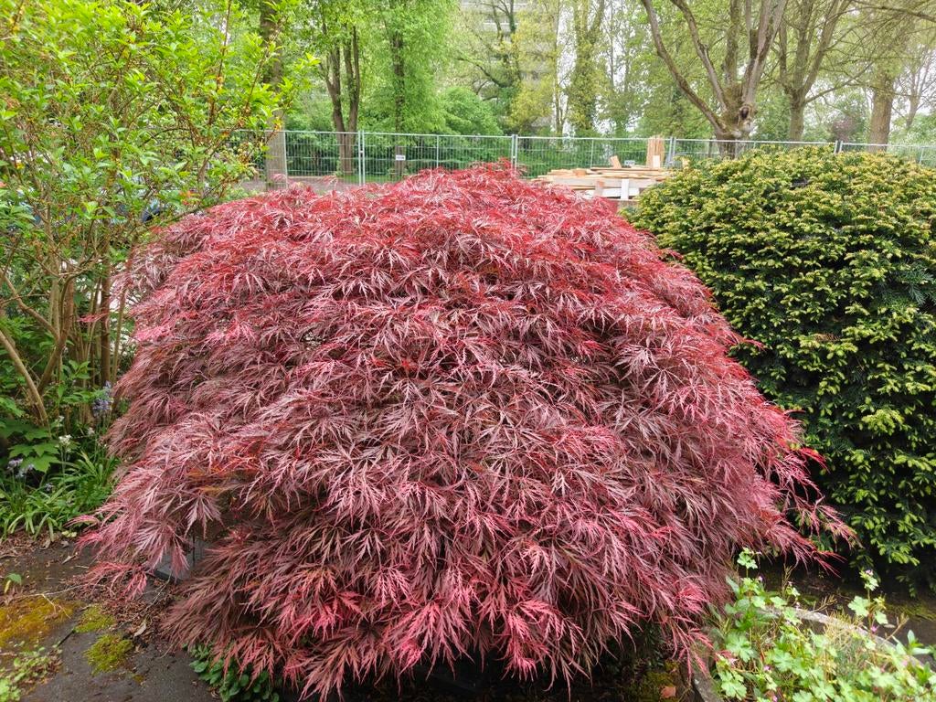 Prachtige Japanse Esdoorn - 140cm hoog, 180-250cm breed, Tuin en Terras, Planten | Bomen, Ophalen, Overige soorten, 100 tot 250 cm