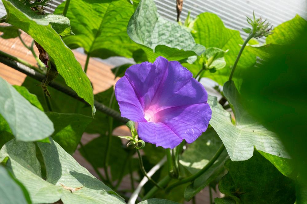 Biologische zaden van de Ipomoea, Ophalen, Voorjaar, Volle zon, Zaad