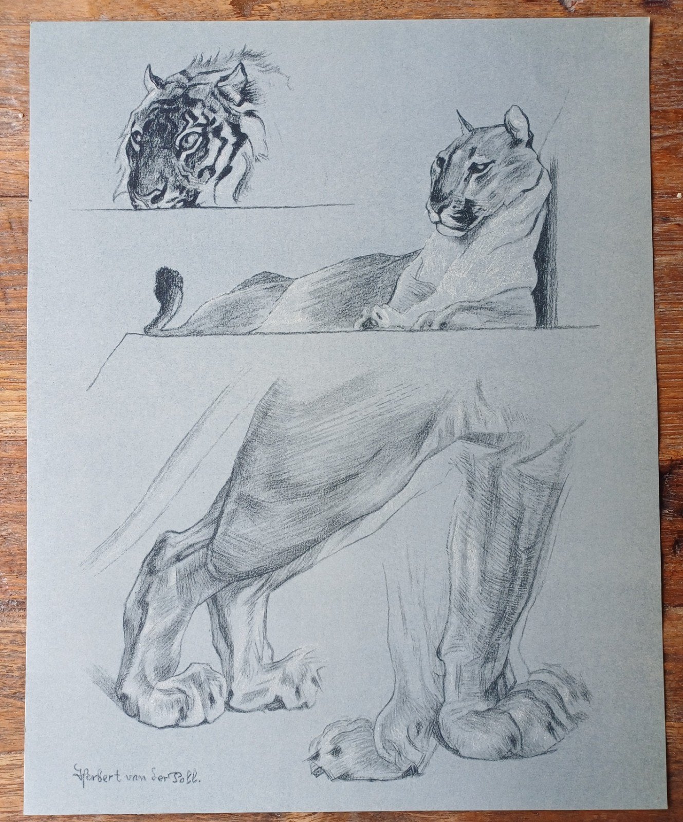 Herbert van der Poll - Katachtigen +/- 23 x 29 cm voor € 10, Ophalen, Gebruikt