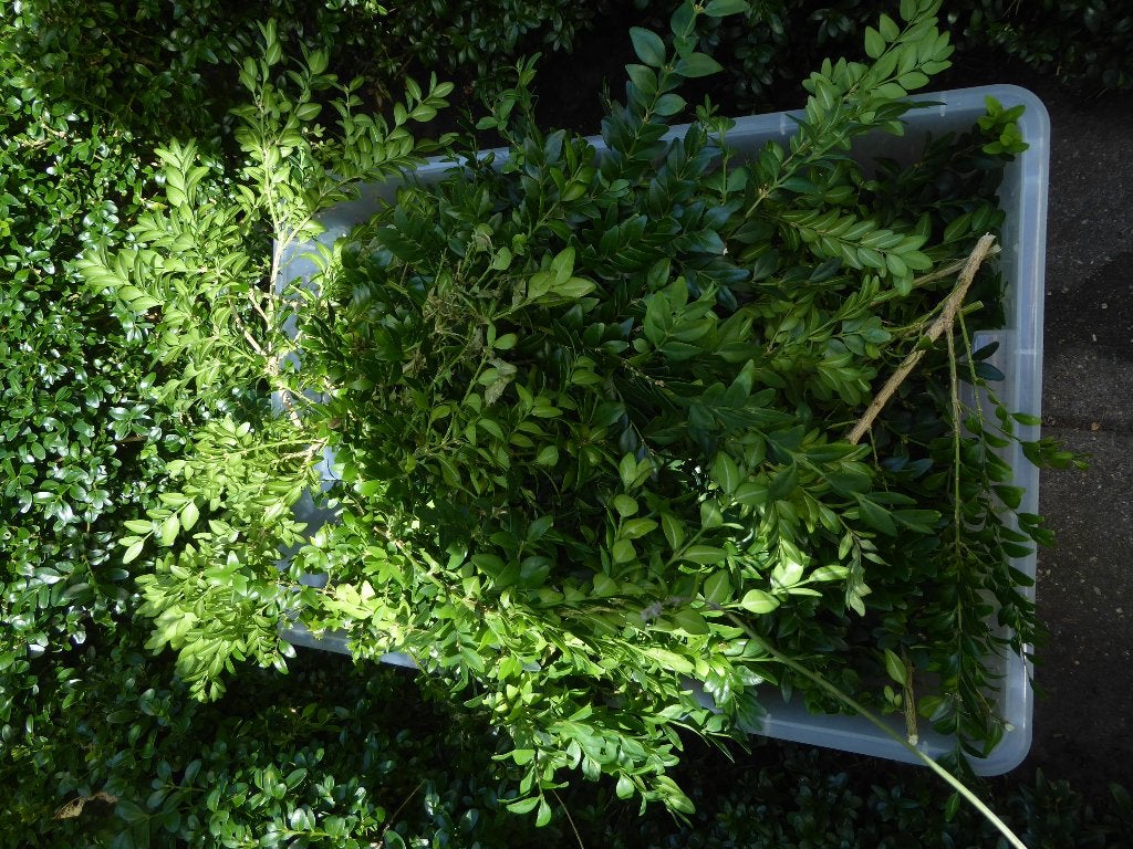 buxus stekken, Tuin en Terras, Planten | Tuinplanten, Vaste plant, Bloeit niet, Halfschaduw, Ophalen
