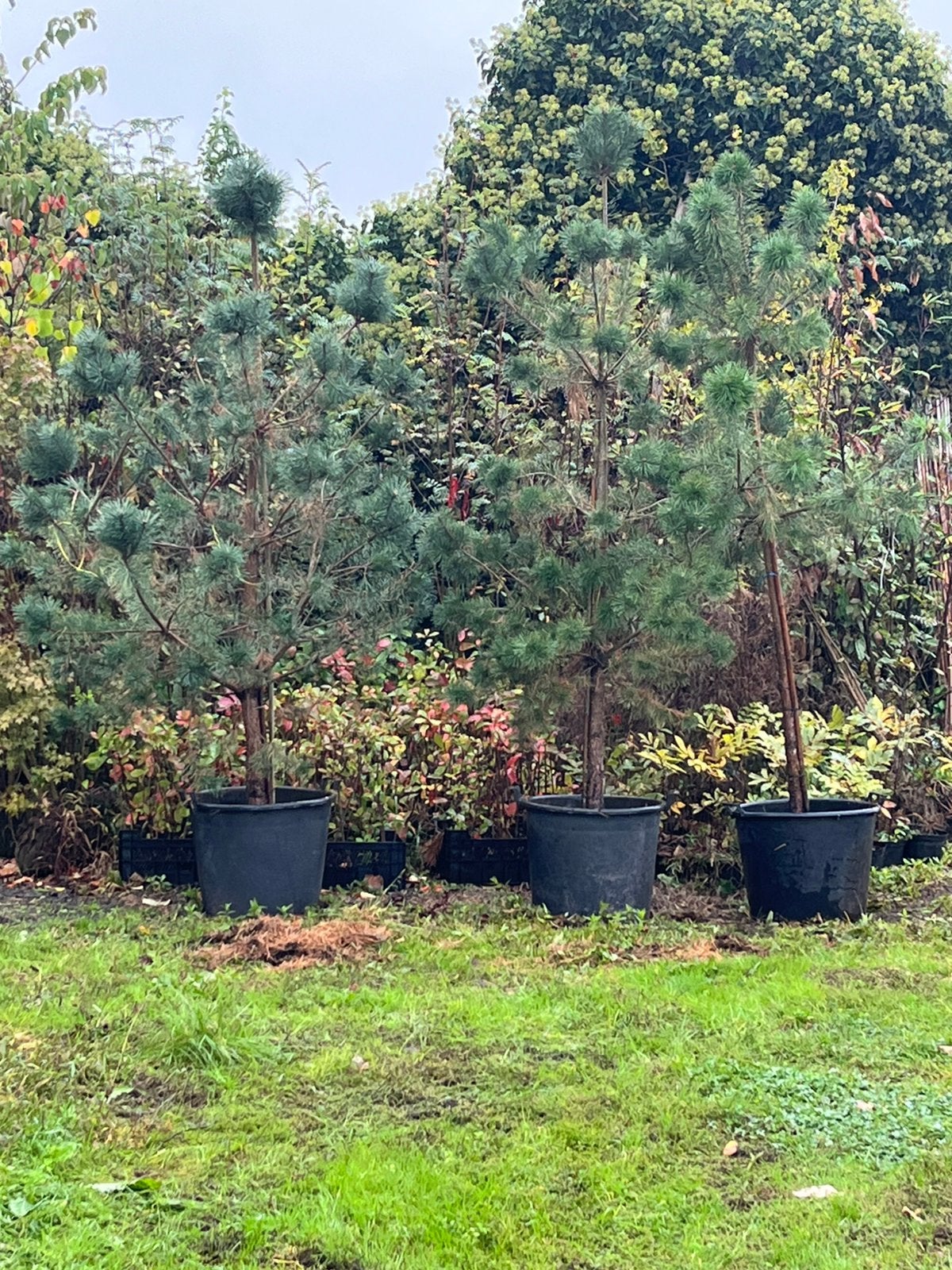 Pinus sylvestris . Meerstaminge berken . Amelanchier, Ophalen, Bloeit niet, Halfschaduw, Overige soorten