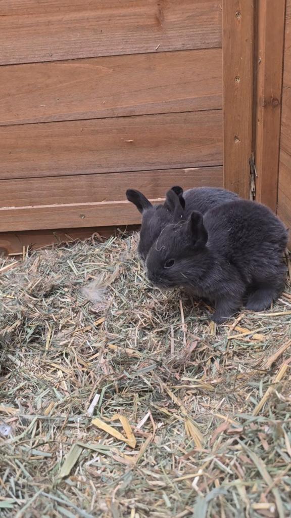 Vlaamse Reus, Dieren en Toebehoren, Konijnen, Meerdere dieren, Groot