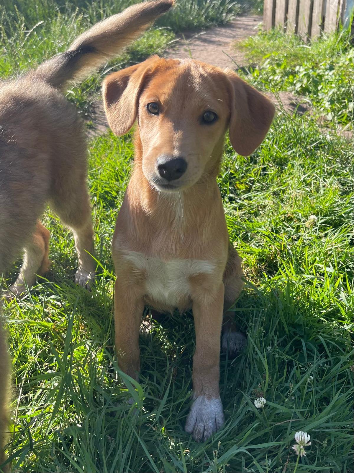 Joy beagle mix 4 maanden, Dieren en Toebehoren, Particulier, 15 weken tot 1 jaar, Buitenland, Teef