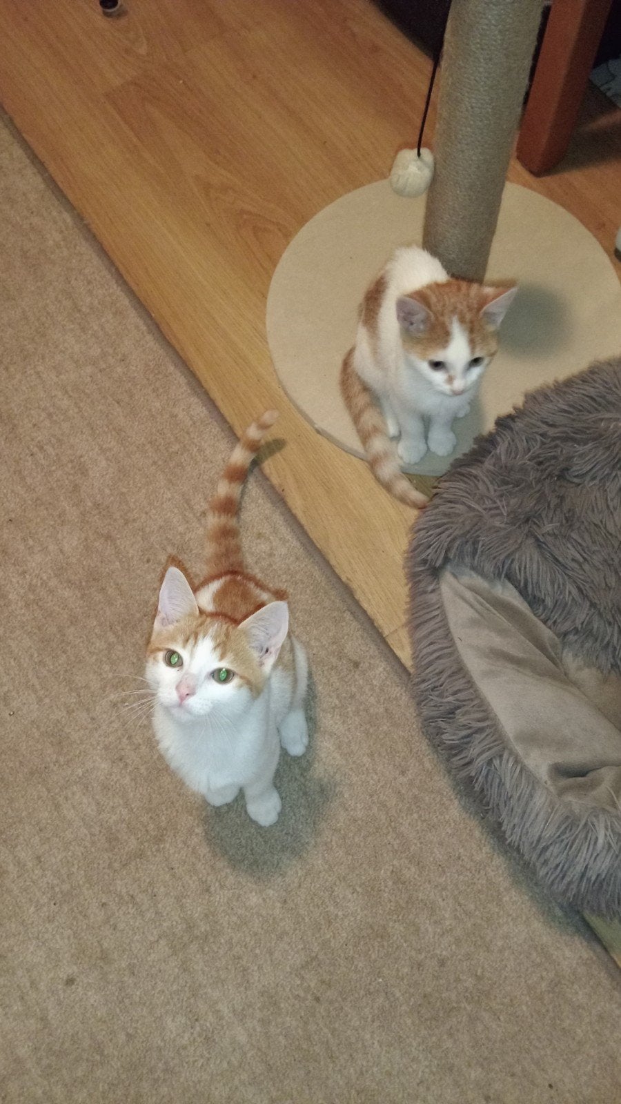 2 lieve aanhankelijke poezen -zusjes 🥰🥰 10 weken, Poes, Kortharig, 0 tot 2 jaar