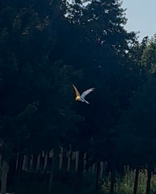 Halftamme free flight getrainde blauw gele ara man te koop, Dieren en Toebehoren, Vogels | Parkieten en Papegaaien, Mannelijk