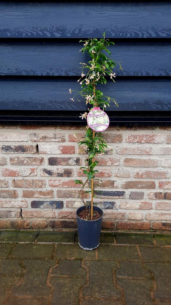 Toscaanse jasmijn Trachelospermum  'Pink Showers'🌺 Roze, Ophalen, Overige soorten, 100 tot 250 cm