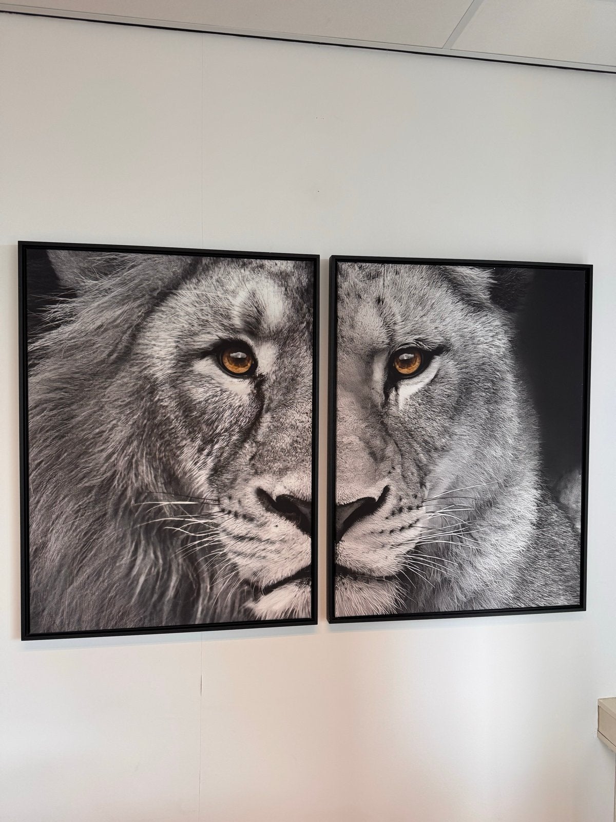 2x Canvas leeuw en leeuwin, 100x70 cm, Nieuw, Ophalen of Verzenden, Print, 75 – 100