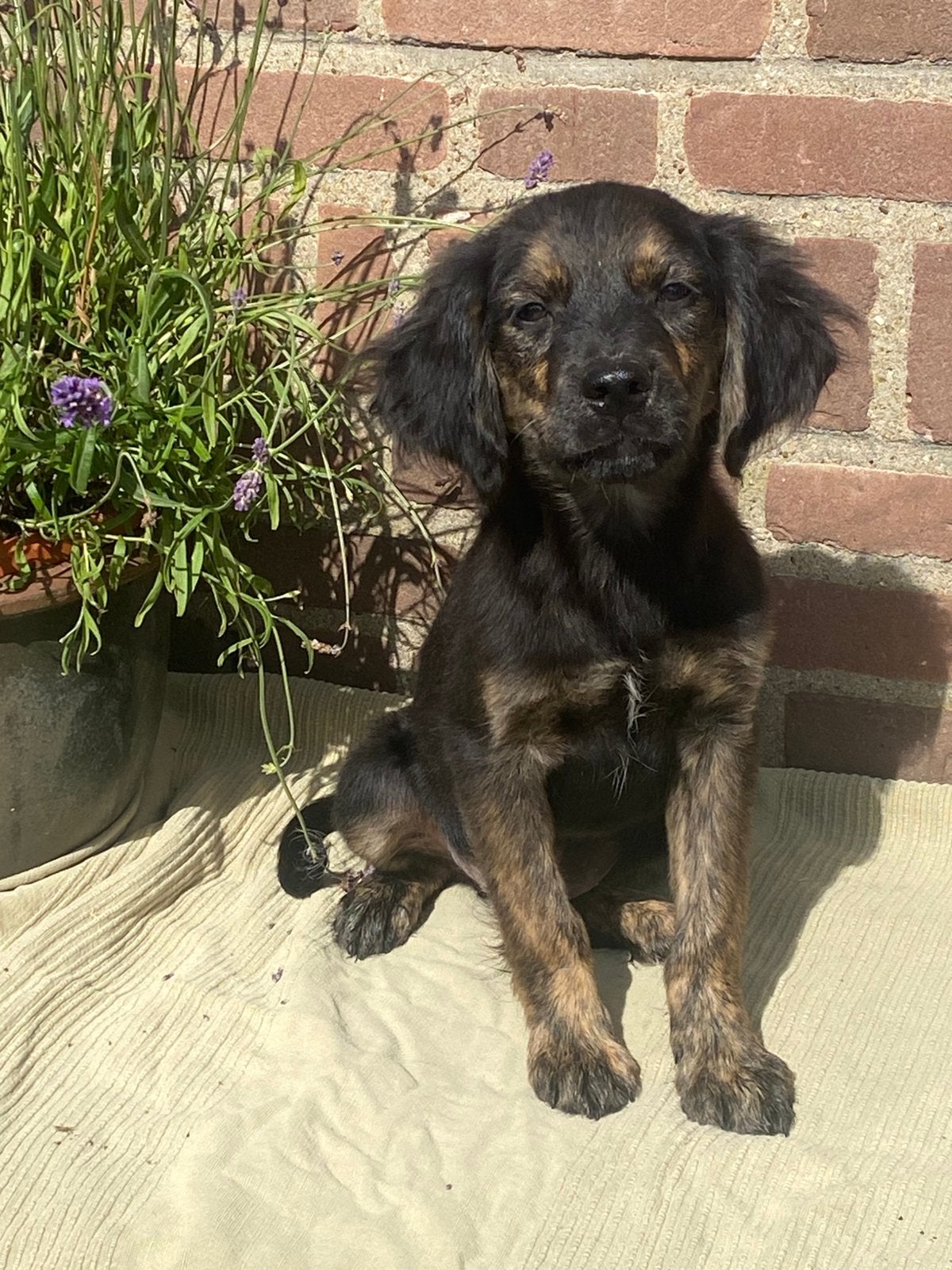 Zeer speciale GOLDEN RETRIEVER x FRIESE STABIJ pup - reutje, Parvo, Nederland, Reu, 8 tot 15 weken