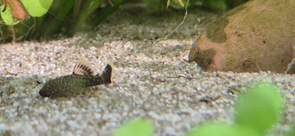 Ancistrus

Algeneter