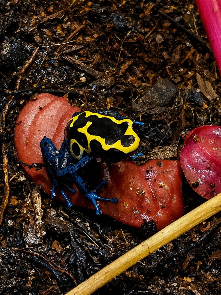 Dendrobates tinctorius 'Nominaat' Prachtige pijlgifkikker Frog - unknown for sale from Aquadeco