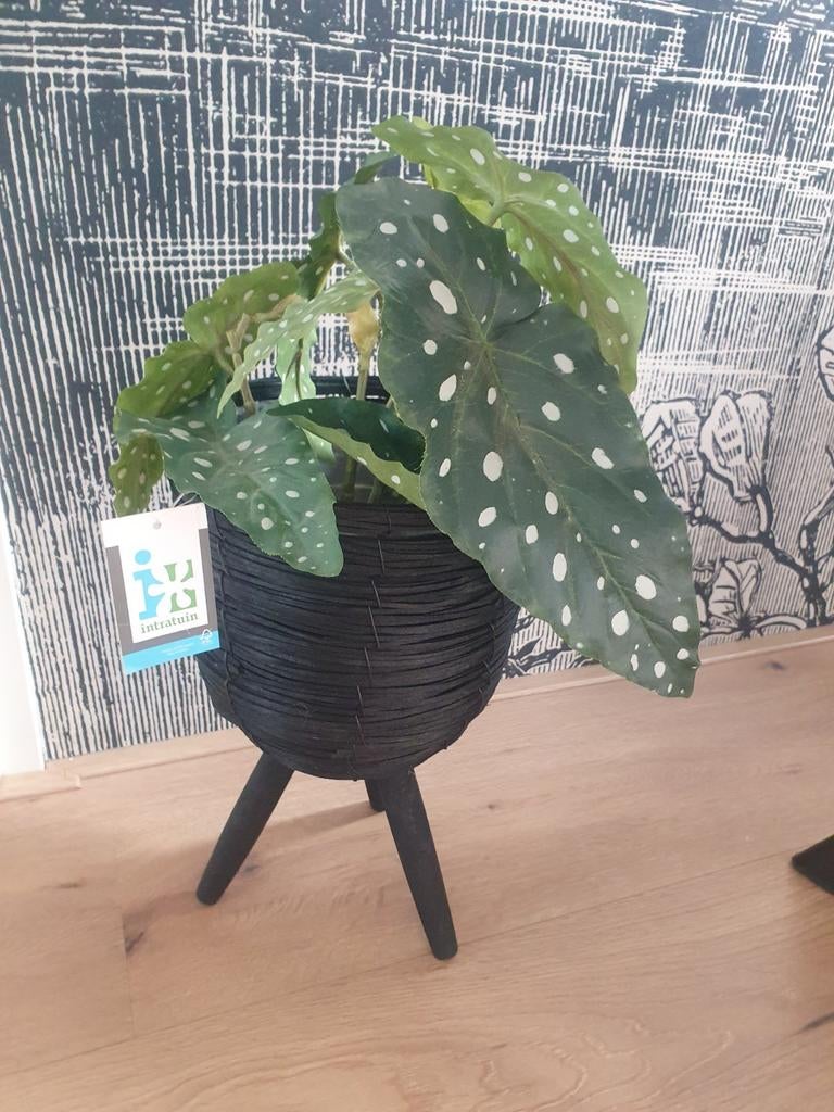 Bloempot op poten van intratuin, Binnen, Natuurlijk materiaal, 35 cm, Zo goed als nieuw