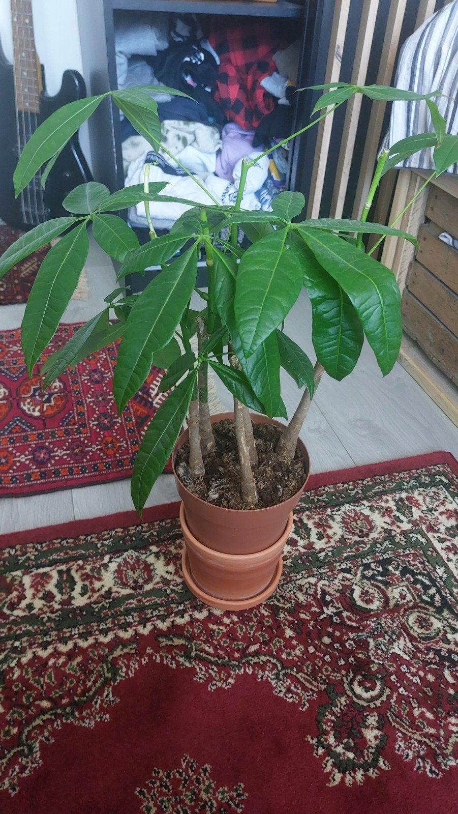 pachira plant, Ophalen, Overige soorten, Halfschaduw, Minder dan 100 cm