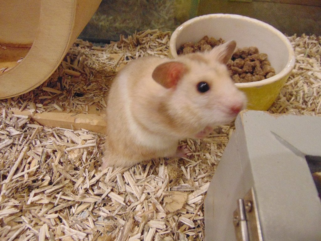 Goudhamsters in Assen., Dieren en Toebehoren, Hamster, Juli, Meerdere dieren, Tam