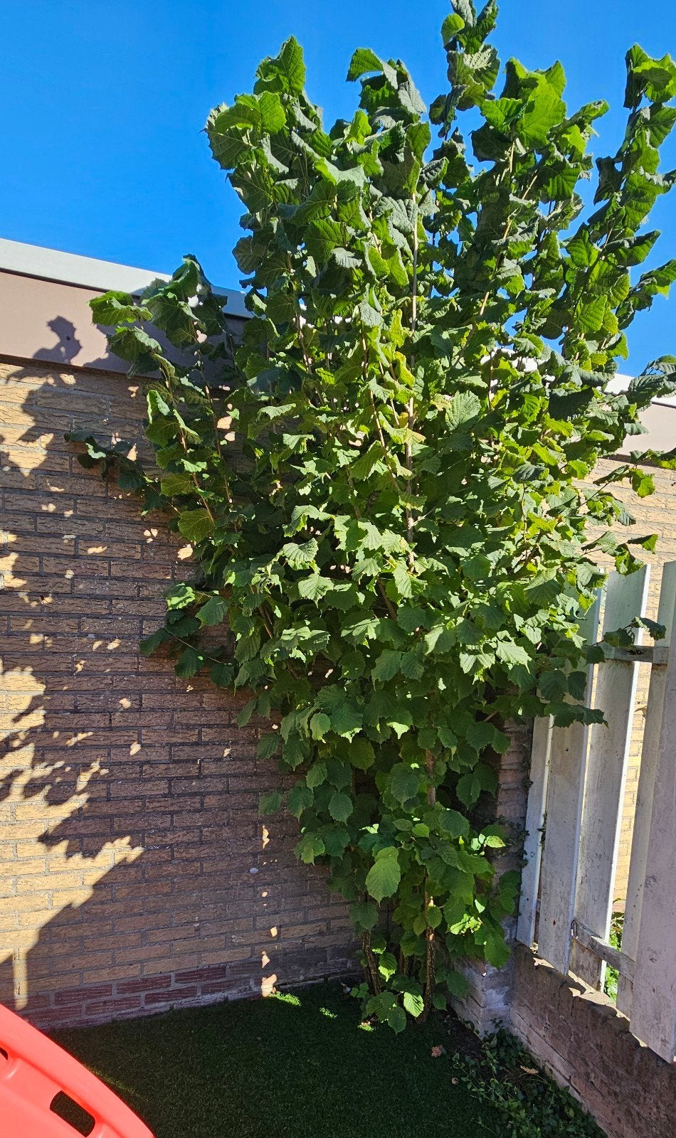 Hazelaar, Tuin en Terras, Ophalen, Volle zon, Overige soorten