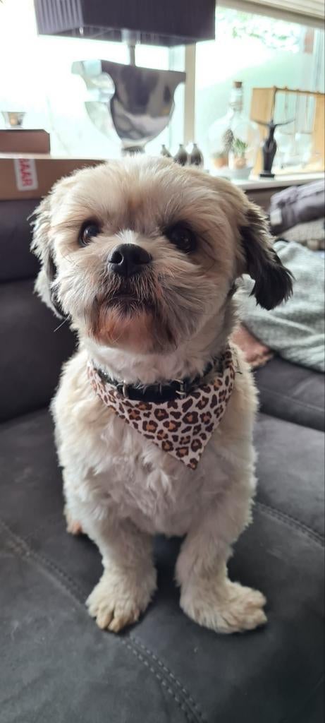 oppas voor u hond aangeboden, Particuliere oppas