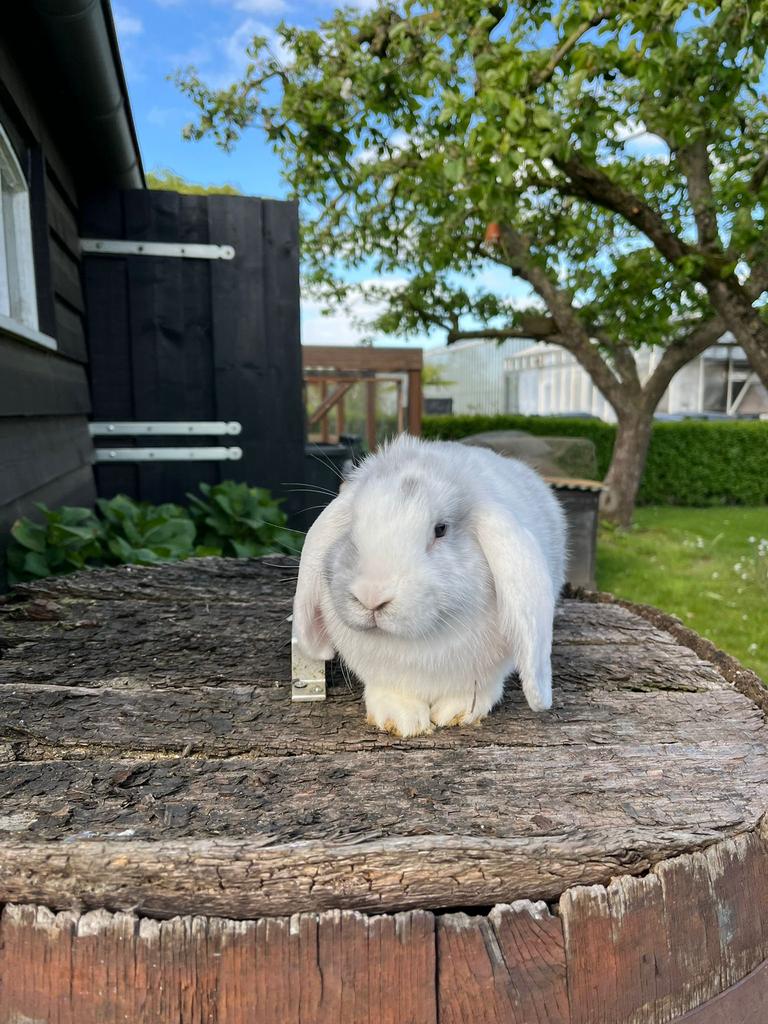 Lieve konijntjes 12 weken oud, Dieren en Toebehoren, Konijnen, Meerdere dieren, Dwerg