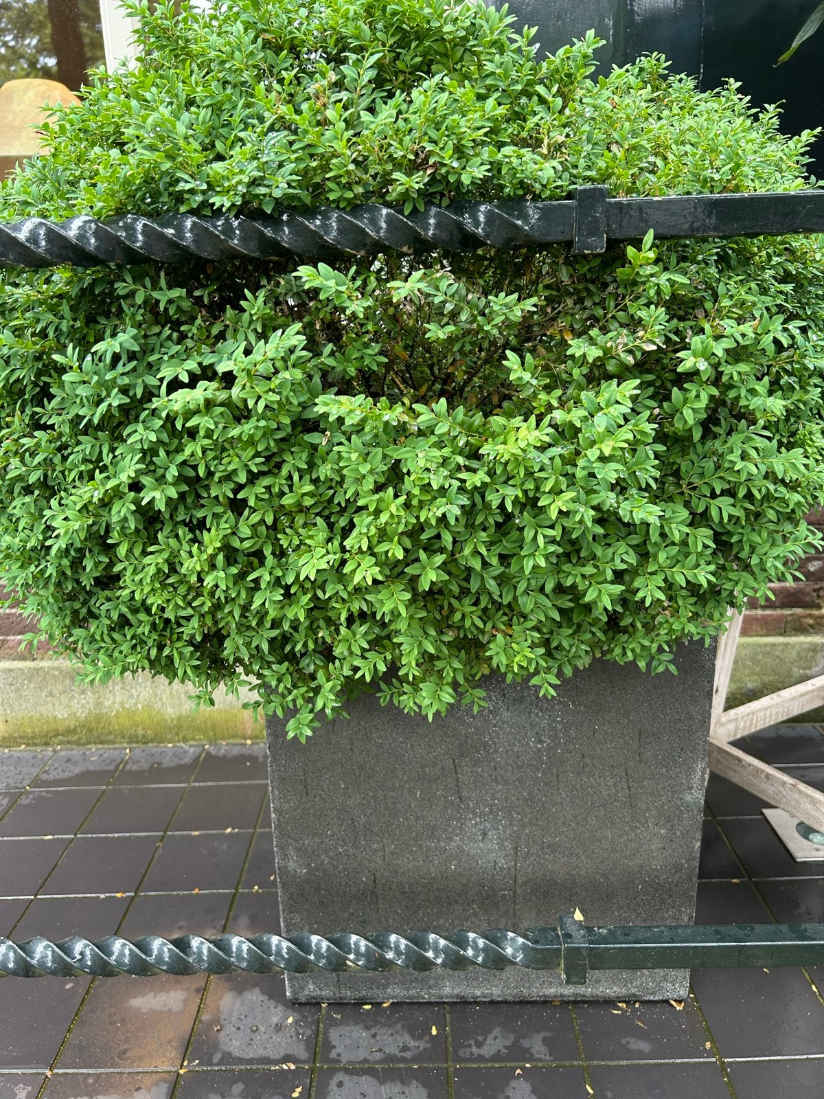 Buxus in grijze composiet bak - Ø 80cm, Overige soorten, Vaste plant, Ophalen of Verzenden, Bloeit niet
