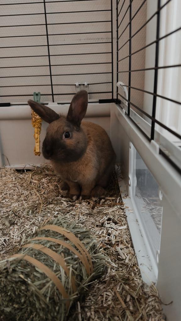 Dwergkonijn, Dieren en Toebehoren, Konijnen, Mannelijk, Dwerg, 0 tot 2 jaar
