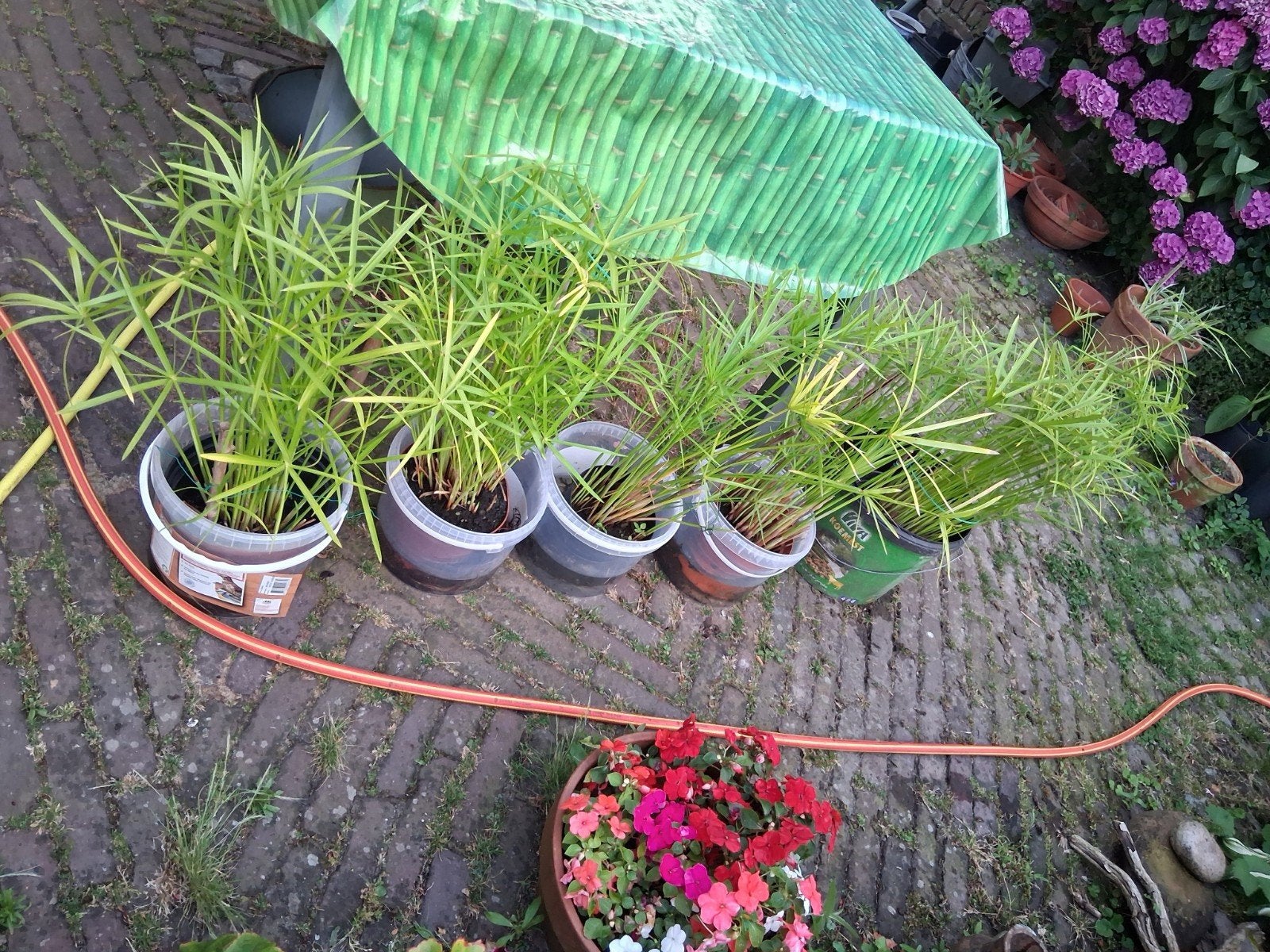Schitterende papyrus in drie maten, Tuin en Terras, Planten | Tuinplanten, Ophalen of Verzenden, Overige soorten, Volle zon