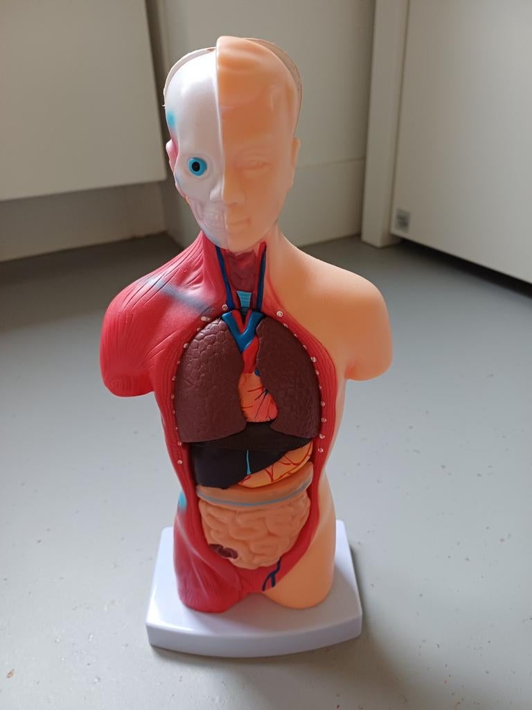 Anatomisch model menselijk lichaam - Torso, Ophalen, Gebruikt