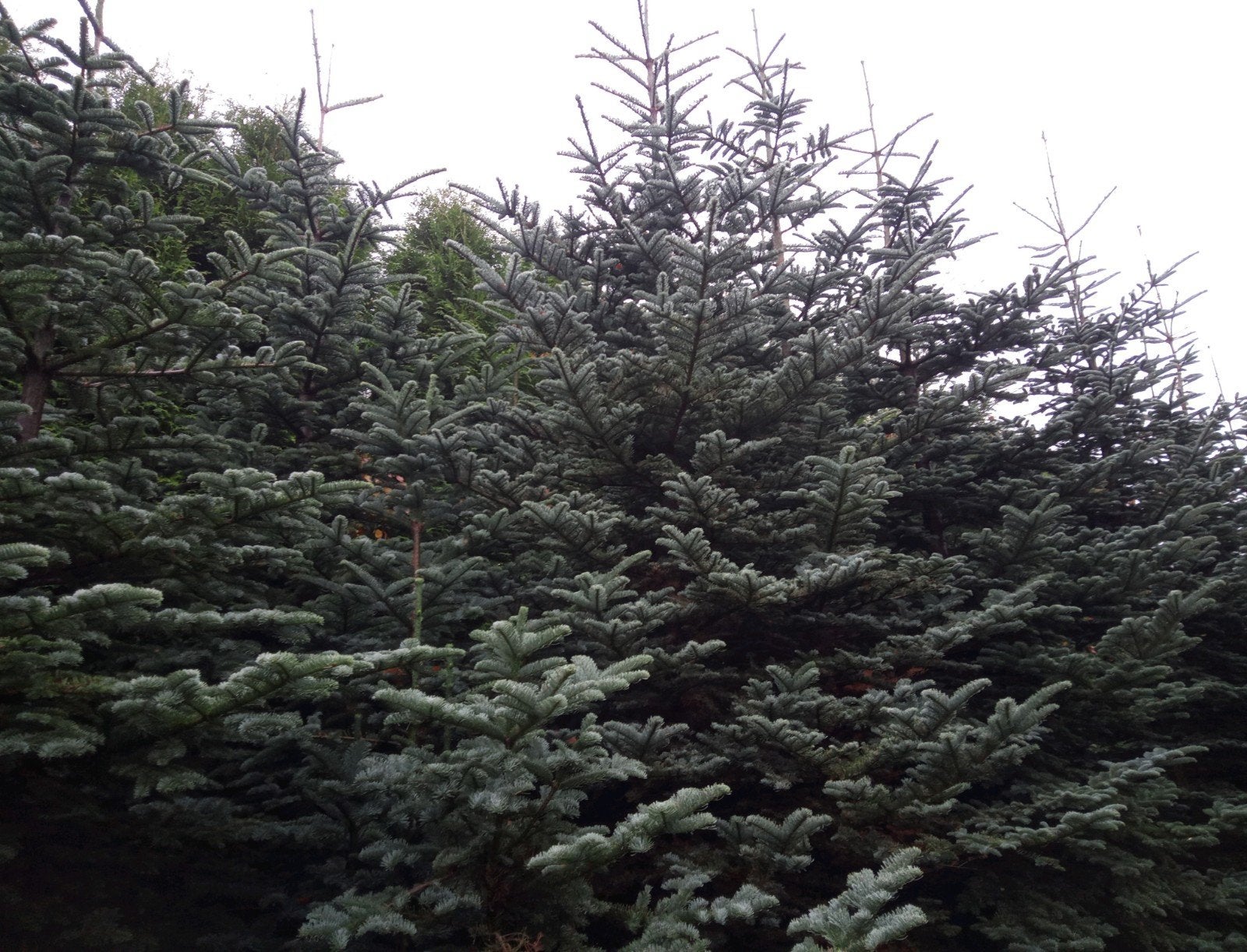 Blauwe spar (Colorado Blue Spruce) | blauwspar OP = OP, Tuin en Terras, Planten | Bomen, Bloeit niet, Overige soorten, 400 cm of meer
