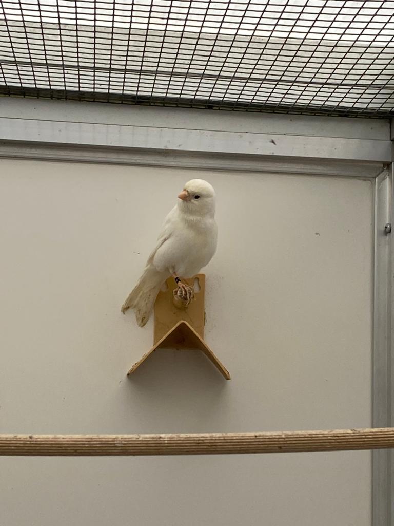 Te koop grote witte kanarie man 2025, Mannelijk, Kleurkanarie