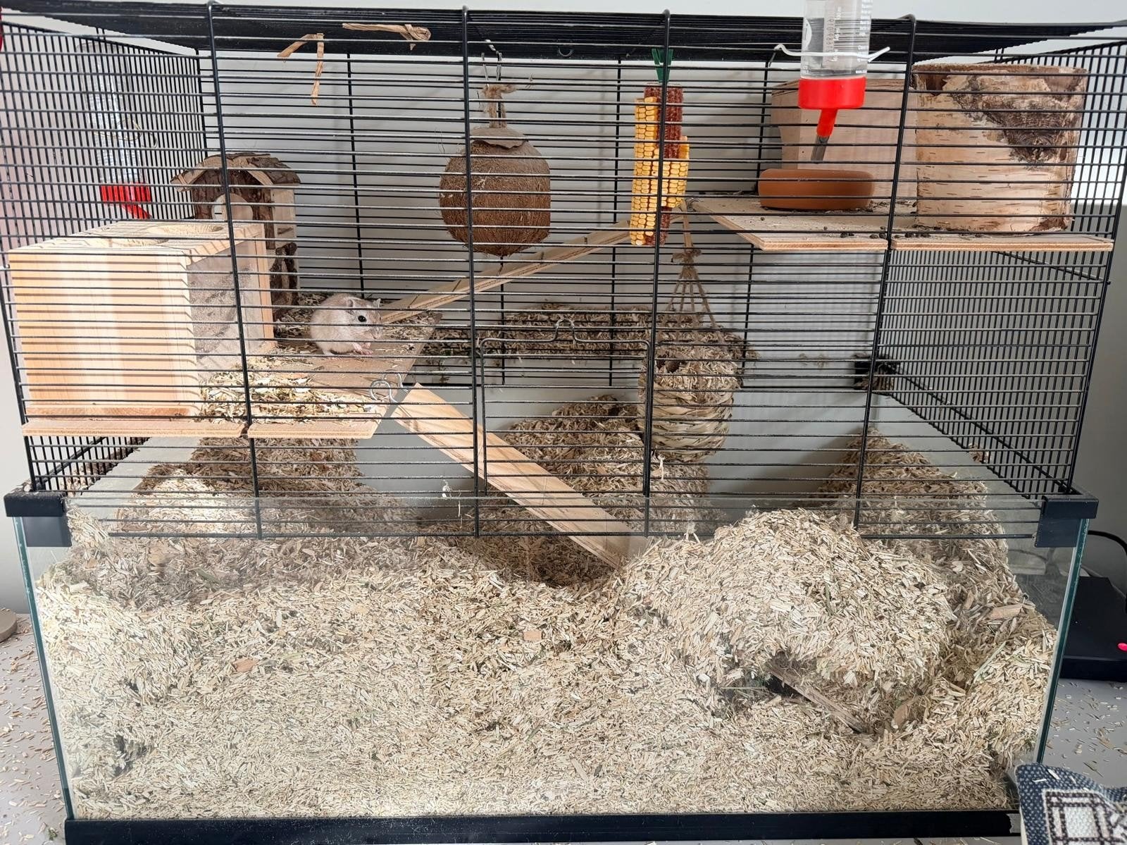 Lieve Gerbils, September, Vrouwelijk, Overige typen