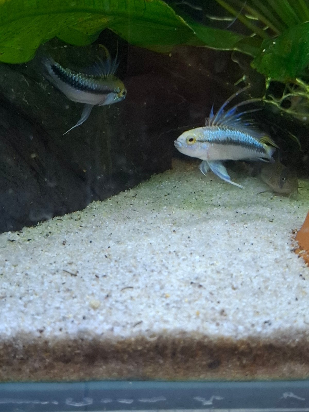apistogramma triffaciata, Vis
