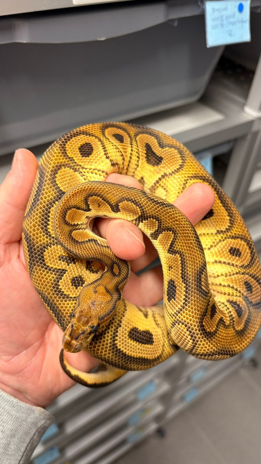Orange dream black pastel clown ball python