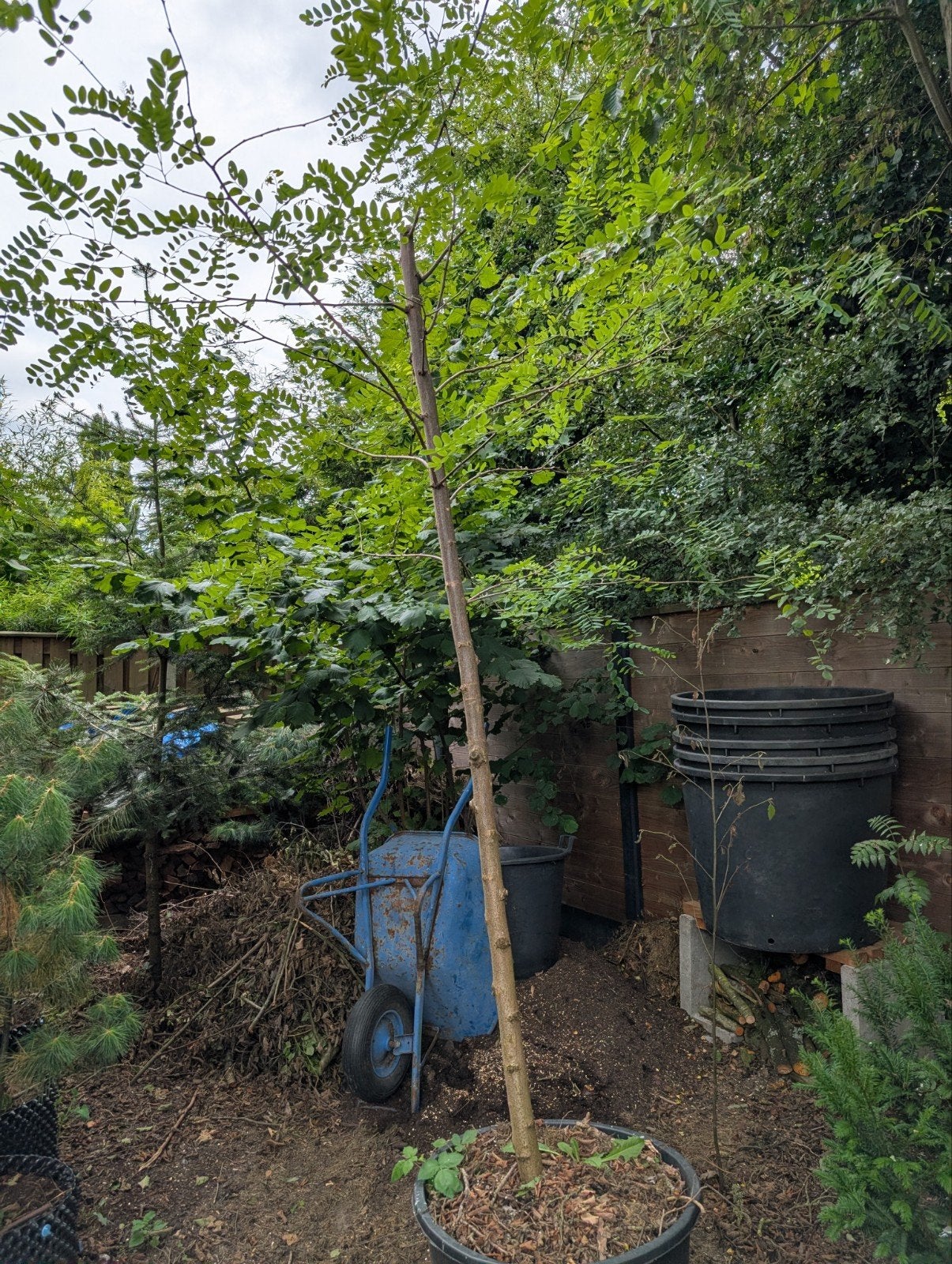 Robinia (Acasia) boom in pot - Ideaal voor tuin of terras, Overige soorten, Lente, 250 tot 400 cm, Ophalen