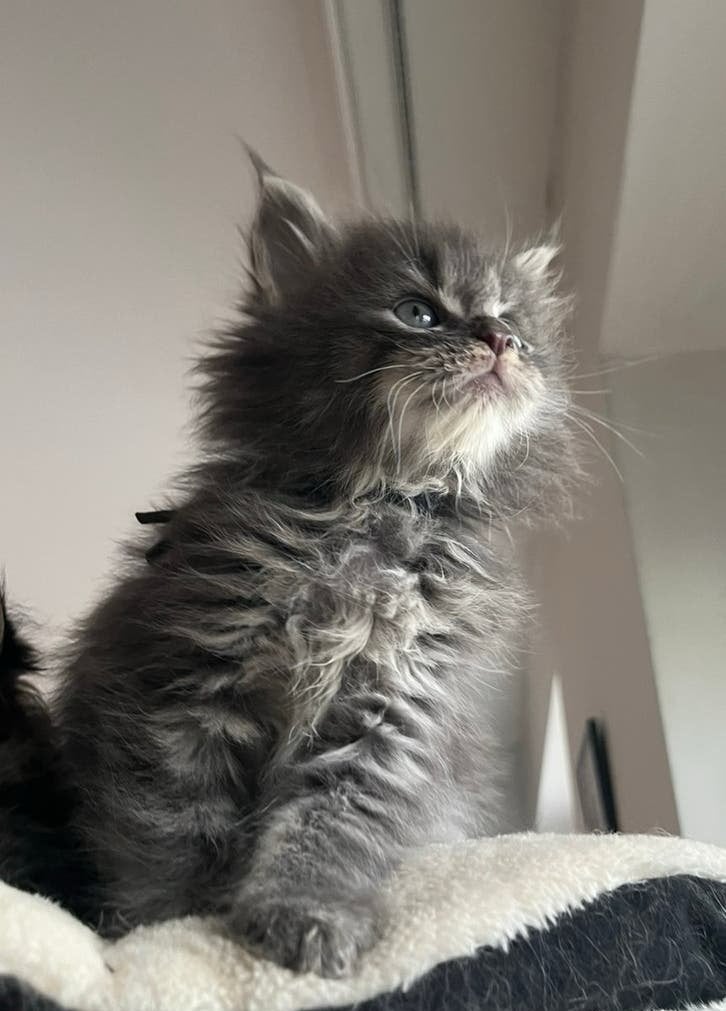 Prachtige Maine Coon kittens ✨, Dieren en Toebehoren, Katten en Kittens | Raskatten | Langhaar, Meerdere dieren