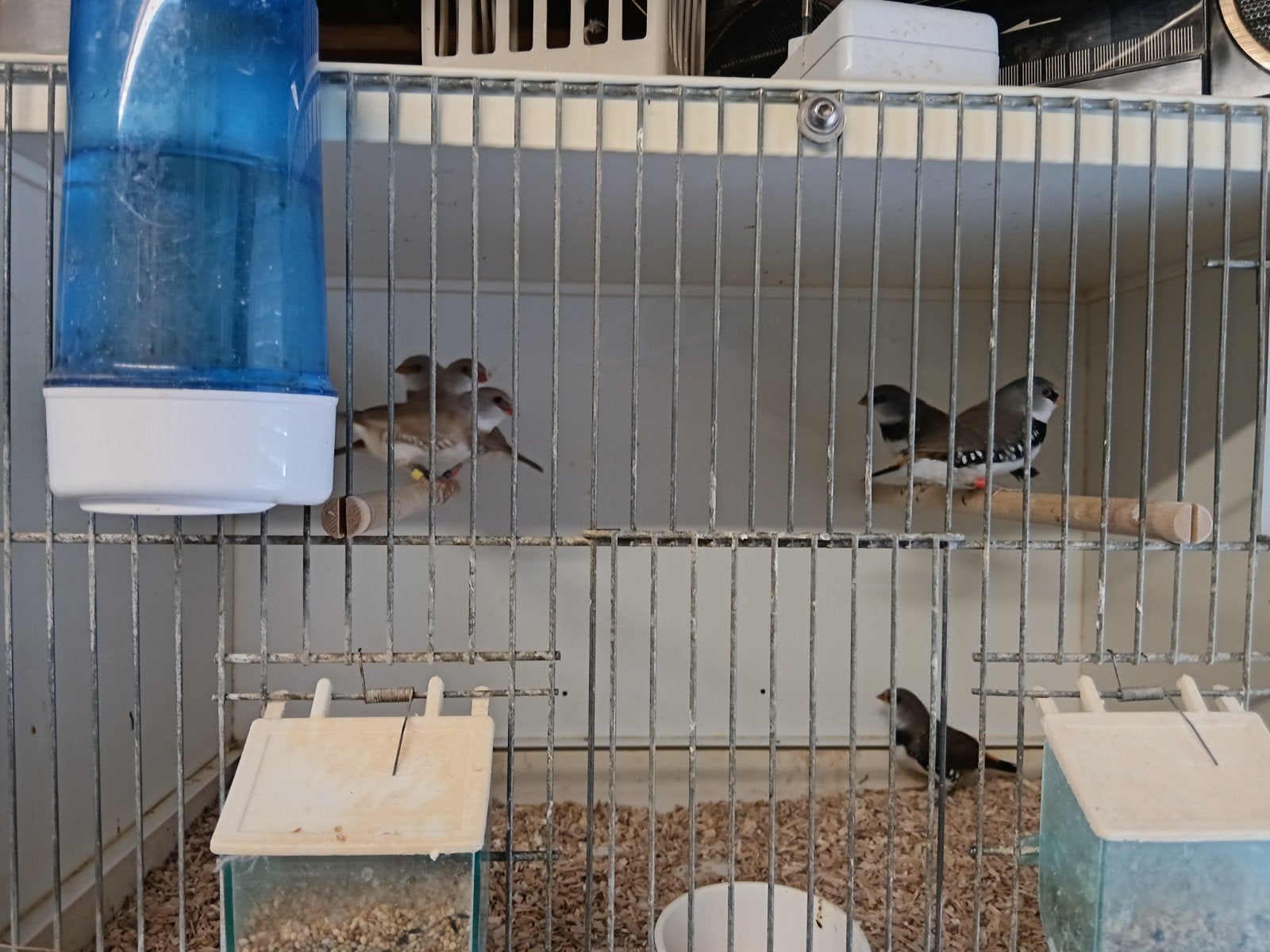 te koop  diamantvinken, Dieren en Toebehoren, Meerdere dieren