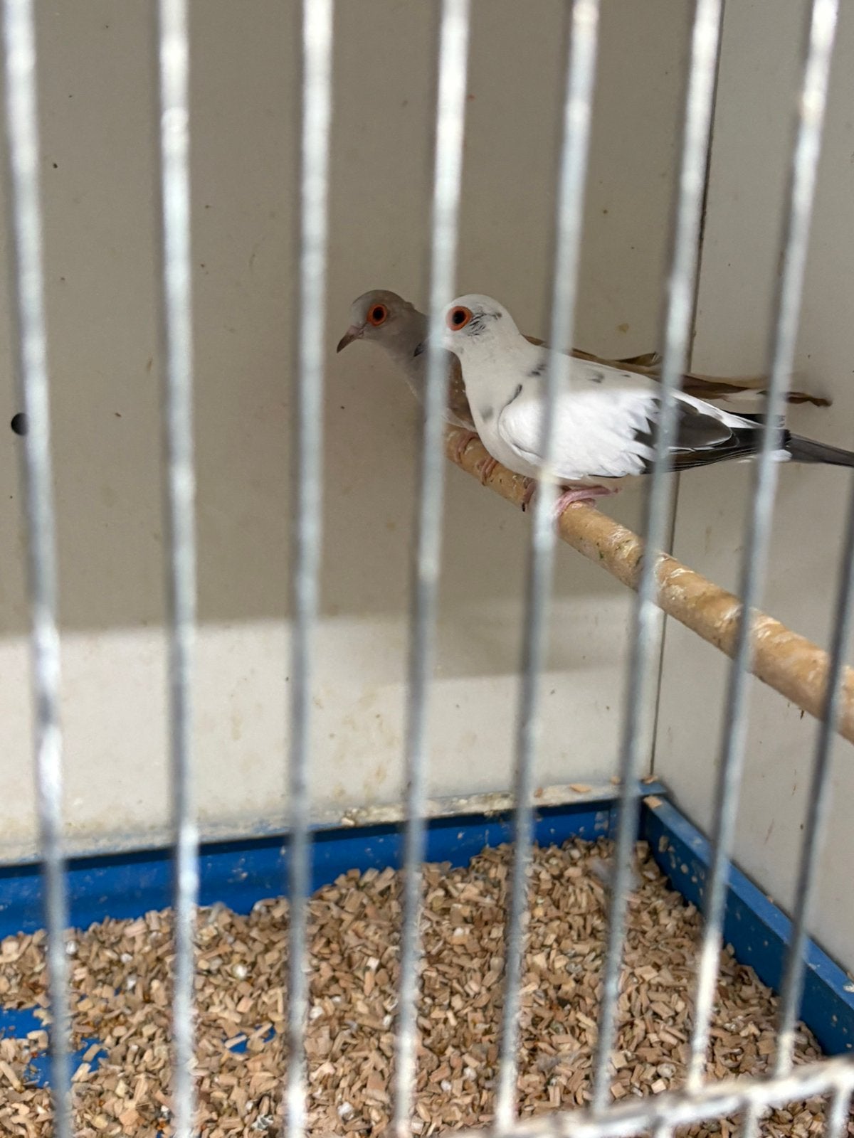 Bonte diamant duiven, Dieren en Toebehoren, Vogels | Overige Vogels, Meerdere dieren