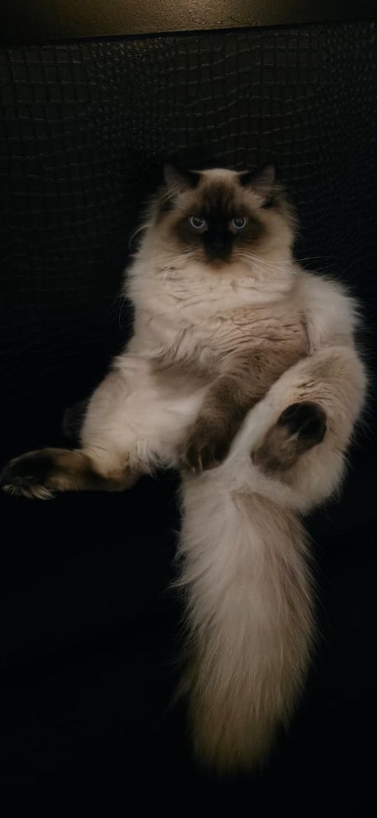 Ragdoll Sossa tijdelijk beperkt beschikbaar, Dieren en Toebehoren, Katten en Kittens | Dekkaters, 0 tot 2 jaar
