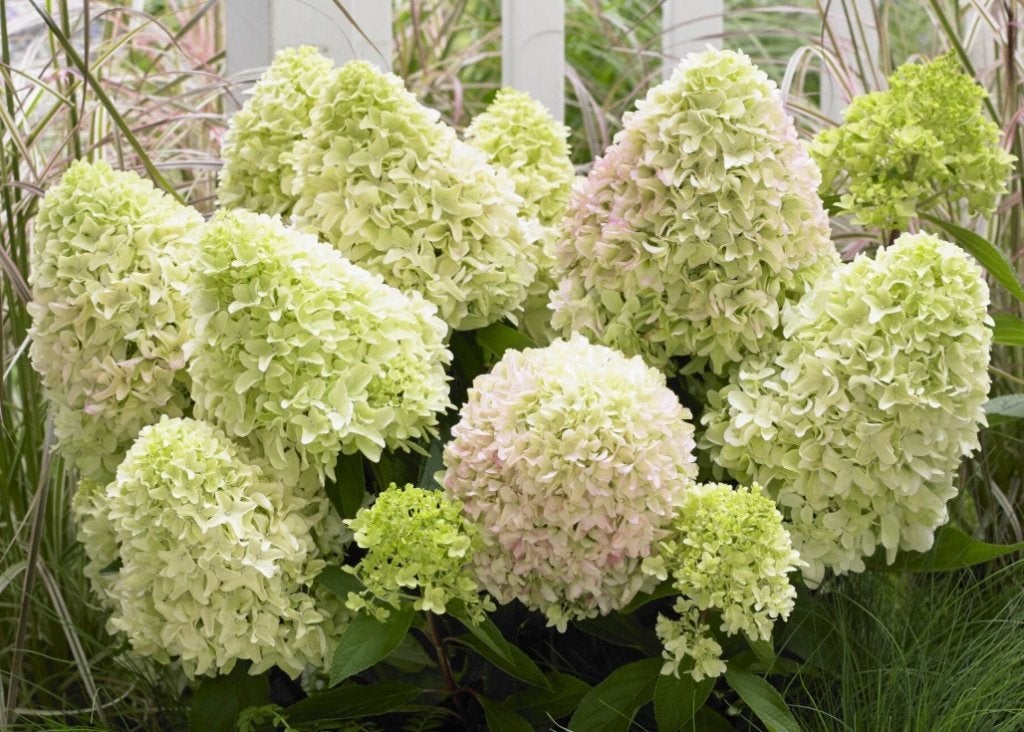 Hydrangea 'Little Fresco' (LAAGBLIJVEND! 70 cm), Tuin en Terras, Overige soorten, Vaste plant, Ophalen of Verzenden, Halfschaduw
