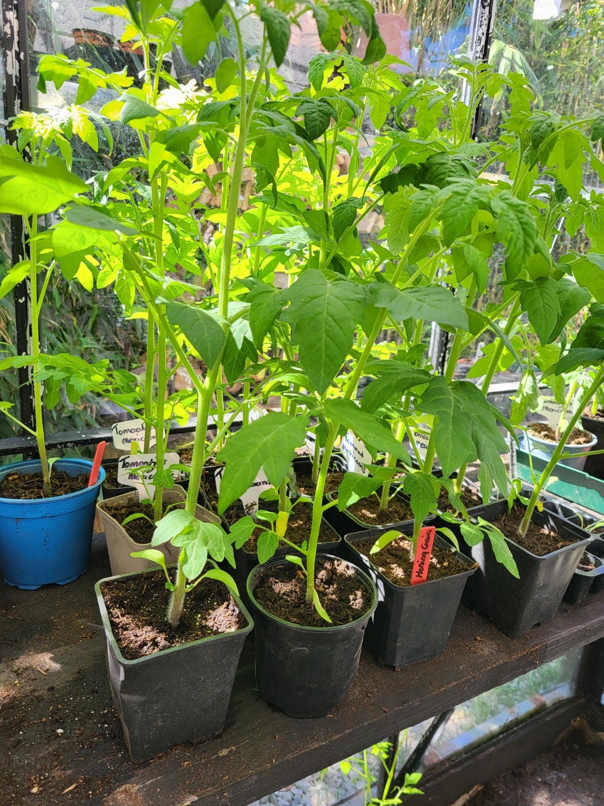 Tomaten Mexicaanse, Ophalen of Verzenden, Overige soorten, Minder dan 100 cm