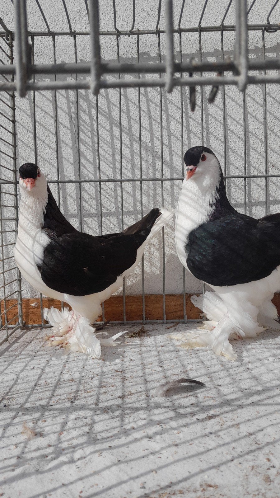 Koppel zwarte Lahore, Dieren en Toebehoren, Vogels | Duiven, Meerdere dieren, Postduif